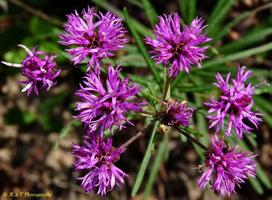 {Vernonia angustifolia}